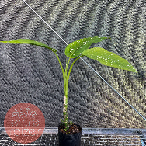 Dieffenbachia sp. 'Goeldii'