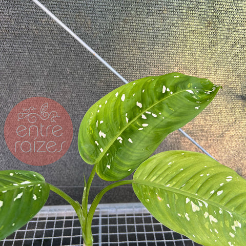 Dieffenbachia sp. 'Goeldii'