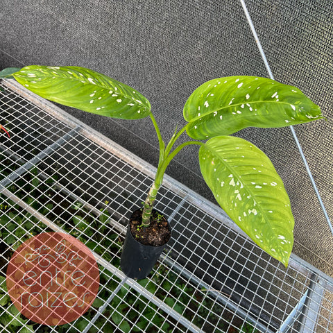 Dieffenbachia sp. 'Goeldii'