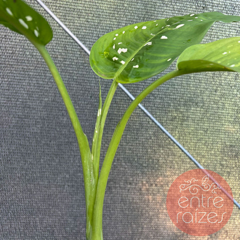 Dieffenbachia sp. 'Goeldii'