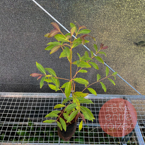Eucalipto 'arco-íris' - Eucalyptus deglupta