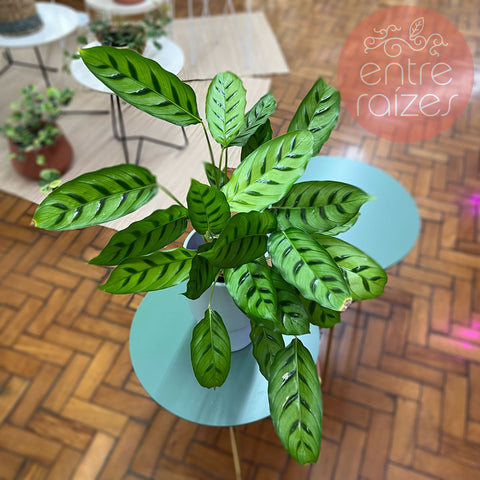 Calathea leopardina + cachepot frisado menta