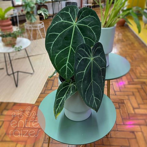 Anthurium magnificum + cachepot frisado menta