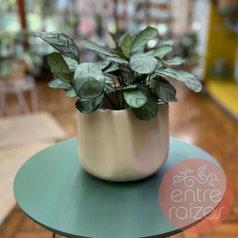 calathea amagris