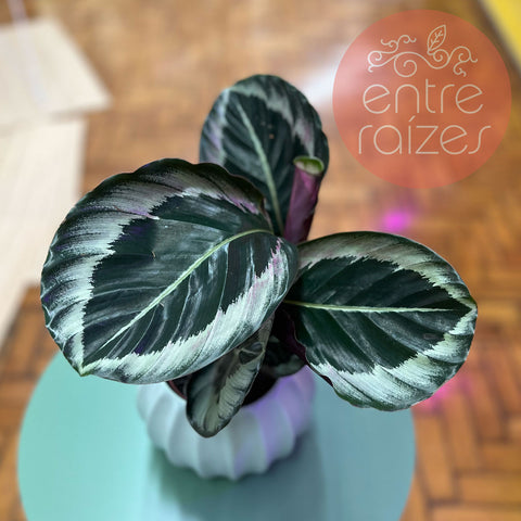 calathea eclipse