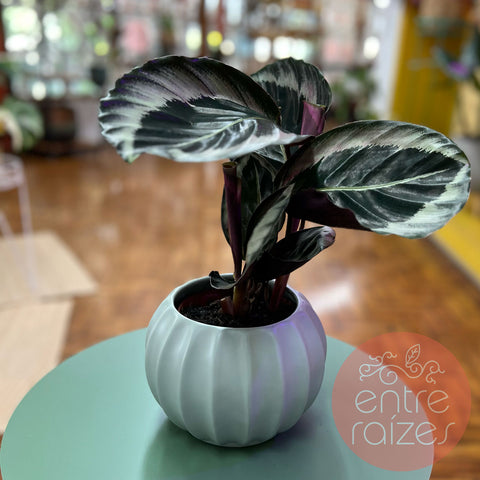 Calathea + cachepot bola menta
