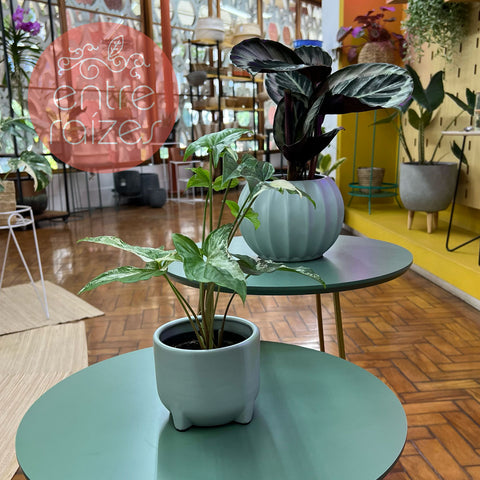 Singônio variegata + cachepot pézinho cerâmica