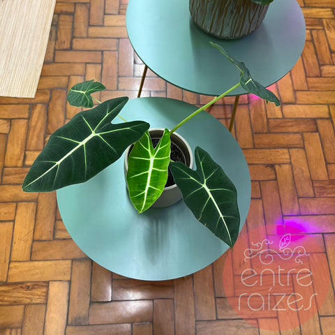 Alocasia frydek + cachepot cerâmica menta