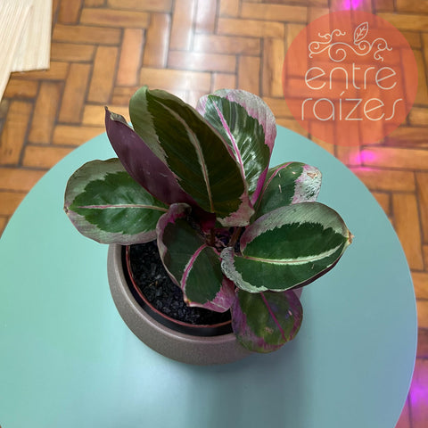 Calathea anel de prata + cachepot esfera
