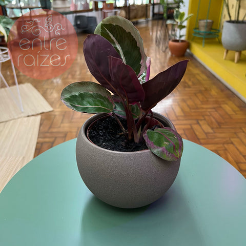 calathea anel de prata