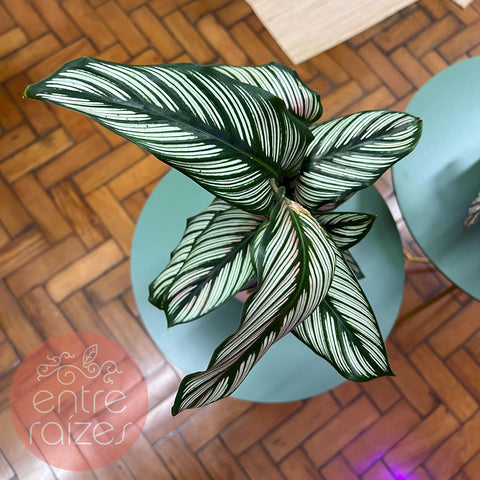 Calathea white star + cachepot bola rosa