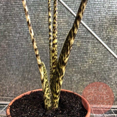 Alocasia zebrina P