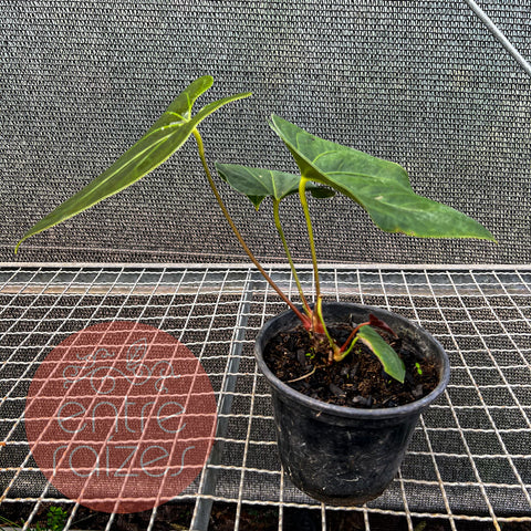 Anthurium sanguineum