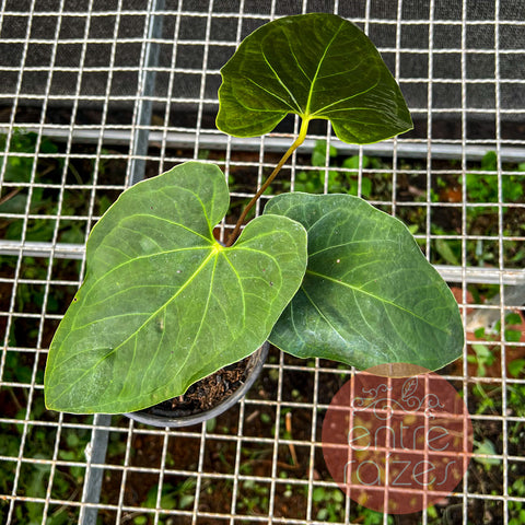Anthurium sanguineum