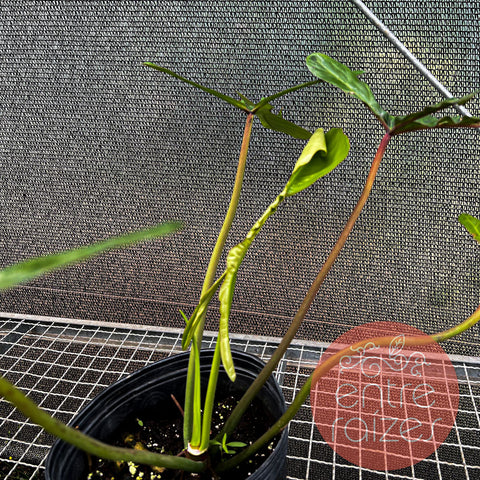 Philodendron joepii (2)