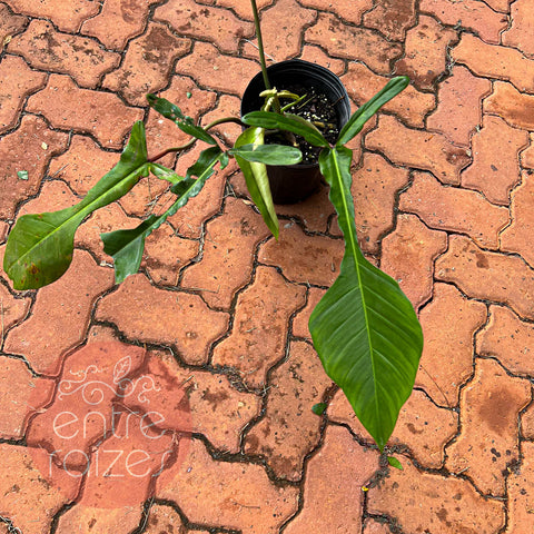 Philodendron joepii (2)
