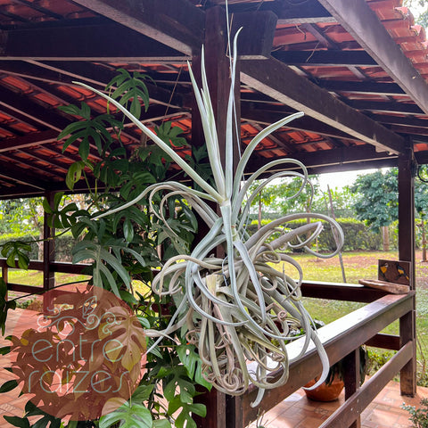 Tillandsia duratii grande
