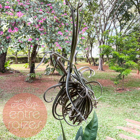 Tillandsia duratii grande
