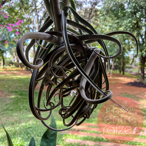 Tillandsia duratii grande