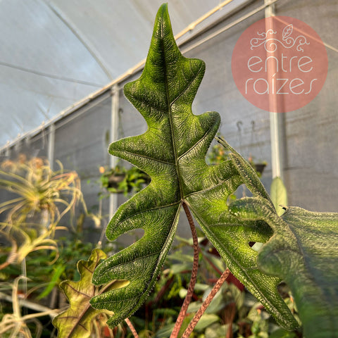 Alocasia tandurusa 'Jaklyn'