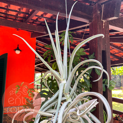 Tillandsia duratii grande