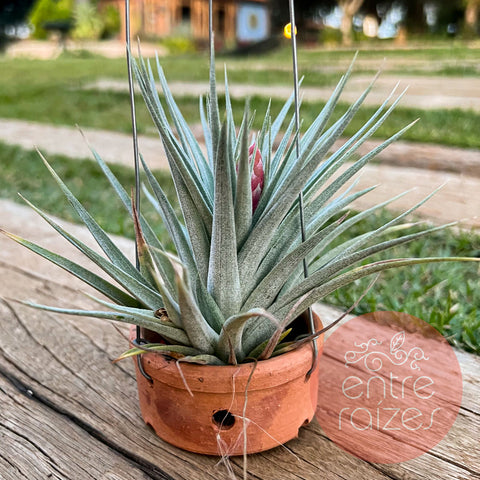 Tillandsia recurvifolia