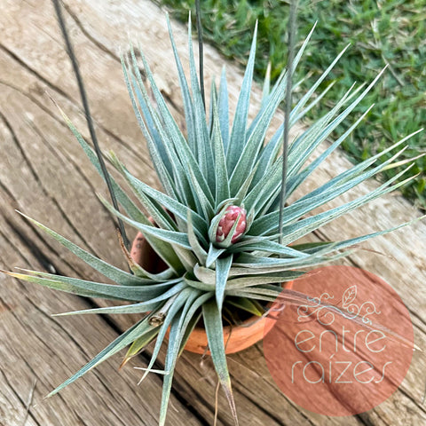 Tillandsia recurvifolia