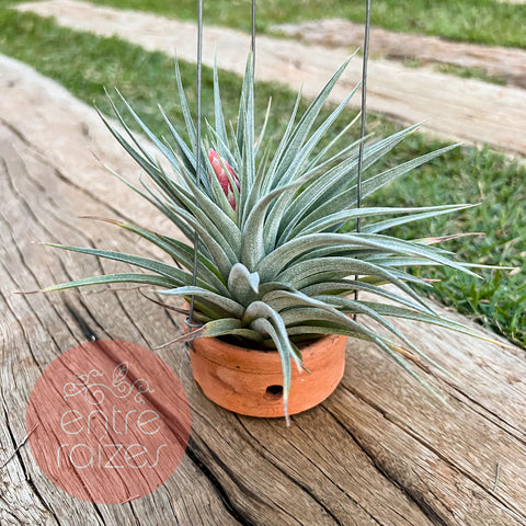 Tillandsia recurvifolia