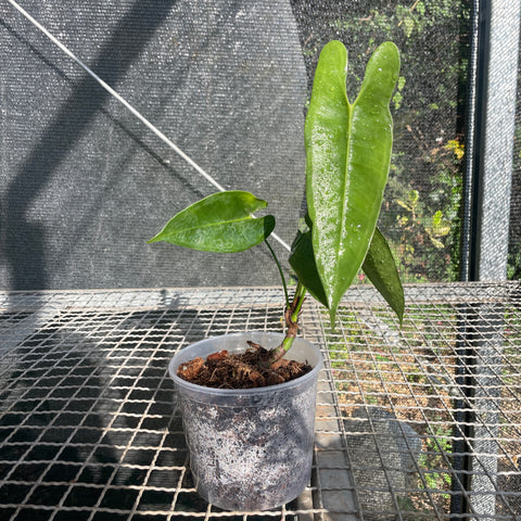 Anthurium Longissimilobum