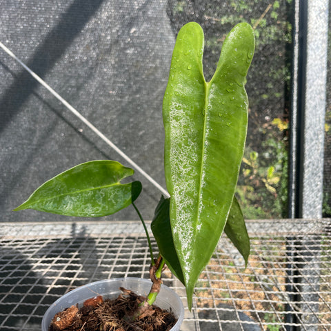 Anthurium Longissimilobum