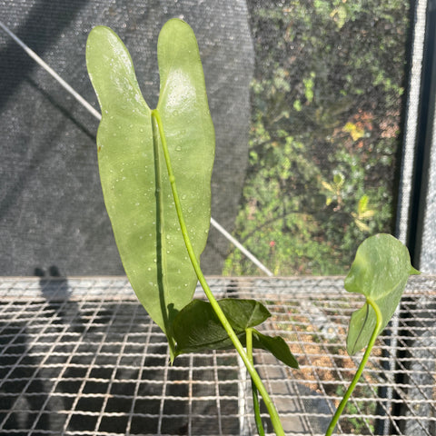 Anthurium Longissimilobum