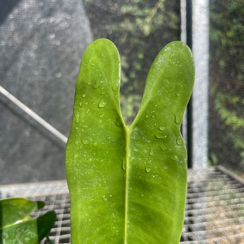 Anthurium Longissimilobum