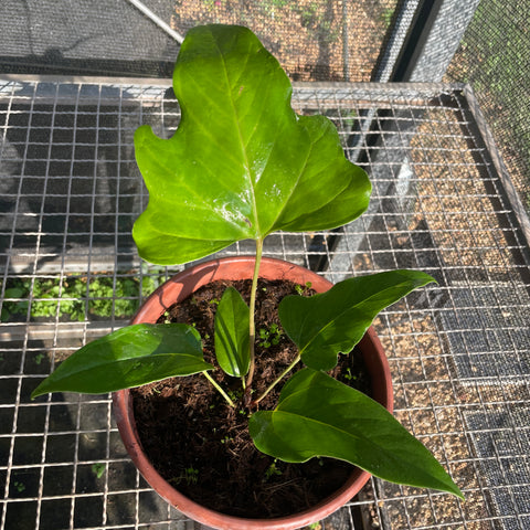 Anthurium pedatum