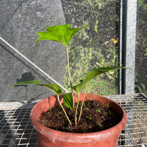 Anthurium pedatum