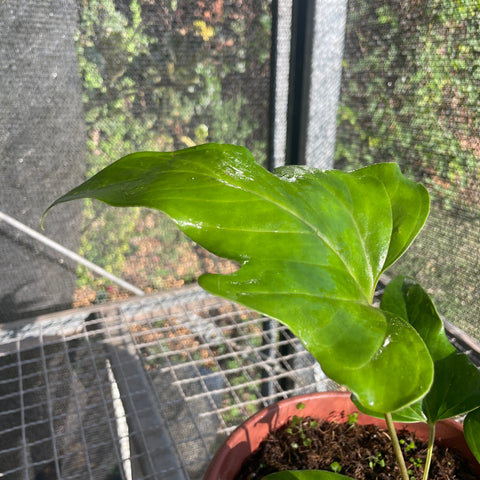 Anthurium pedatum