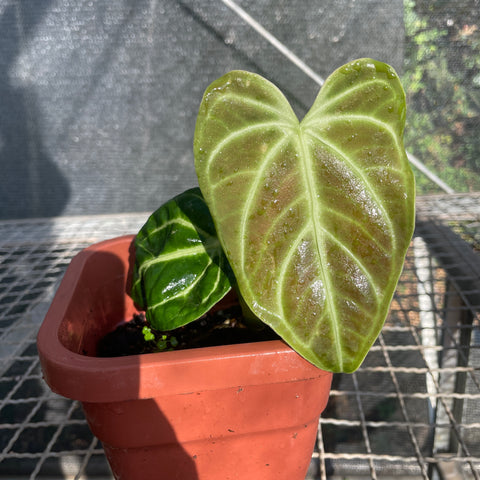 Anthurium regale