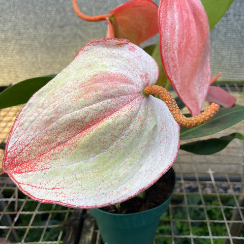 Anthurium scherzerianum 'Suzan' (rabinho de porco mesclado)