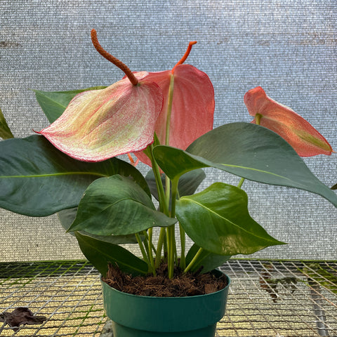 Anthurium scherzerianum 'Suzan' (rabinho de porco mesclado)