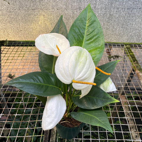 Anthurium scherzerianum 'Christine white' (rabinho de porco "branco")
