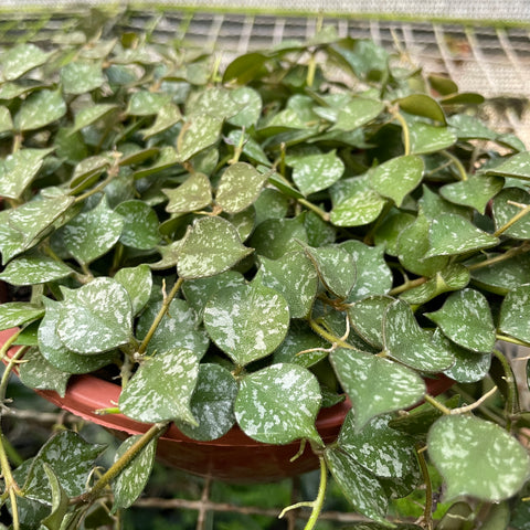 Hoya Curtisii