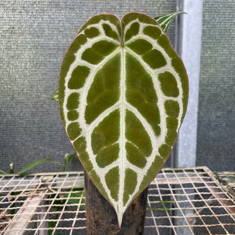 Anthurium'Miami'