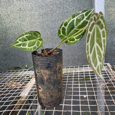 Anthurium'Miami'