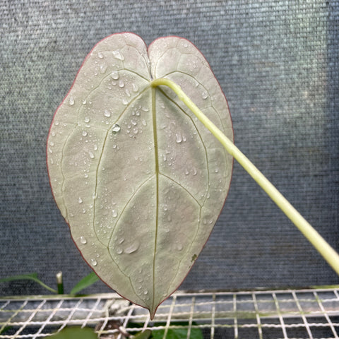 Anthurium'Miami'