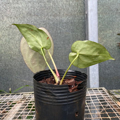 Anthurium'Miami'