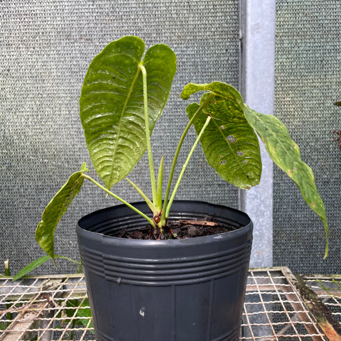 Anthurium veitchii P