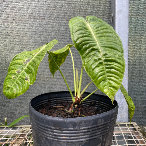 Anthurium veitchii P