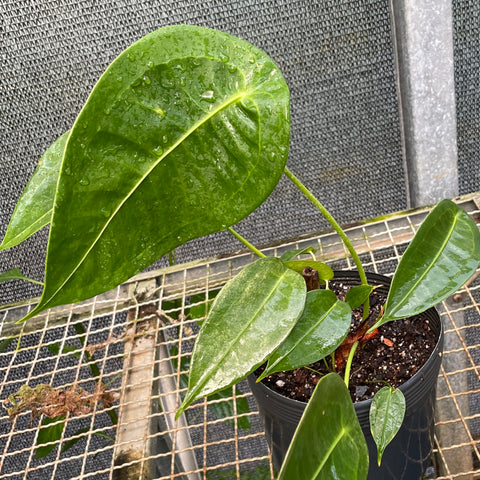 Anthurium peltigerum