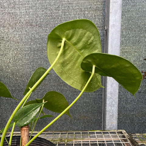 Anthurium peltigerum