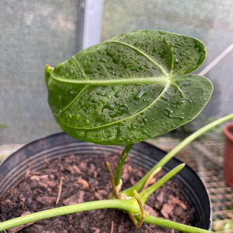 Anthurium warocqueanum
