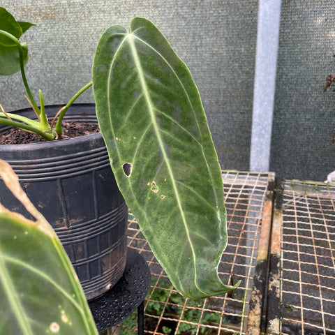 Anthurium warocqueanum